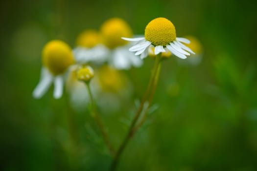 Flower of chamomile closeup on green meadow