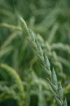Green stalk of wheat growth close-up