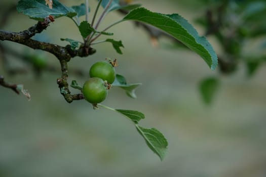 Young green apples at a twig closeup