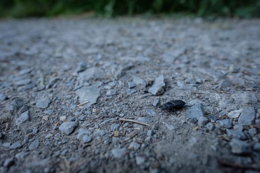 Black lesser stag beetle (Dorcus parallelipipedus)