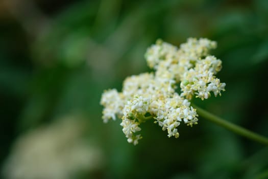 White elderflowers (Sambucvus) closeup