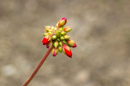 Tiny red geranium buds - close up