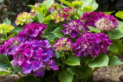 violet hortensia flowers in the garden