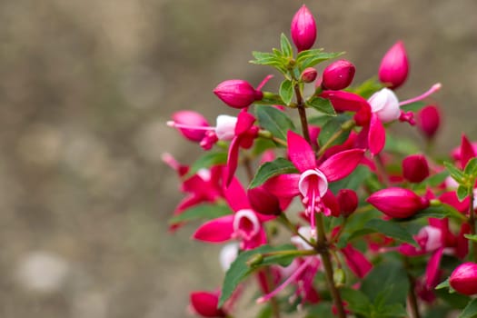 Fuchsia (Fuchsia hybrida) in the garden