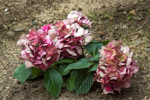 pink hortensia flowers in the garden