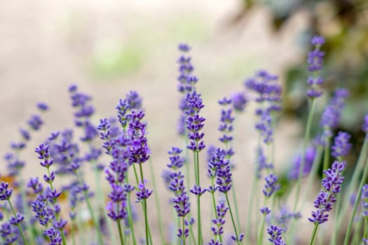 lavender flowers in the garden