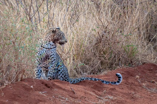 Leopard is sitting, with a dirty mouth, after hunting
