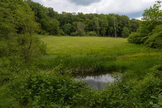 Small pond in the Silberbachtal nature reserve near Glashuetten-Schlossborn, Hesse, Germany