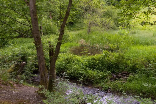 Small pond in the Silberbachtal nature reserve near Glashuetten-Schlossborn, Hesse, Germany