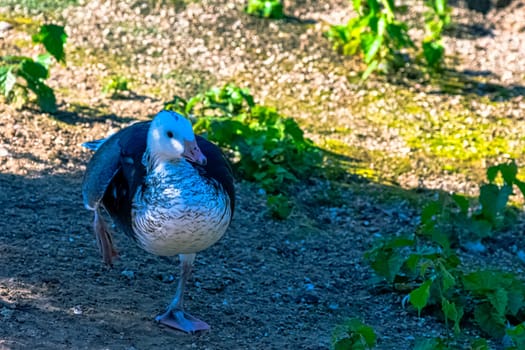Chloephaga picta known as upland goose or Magellan goose