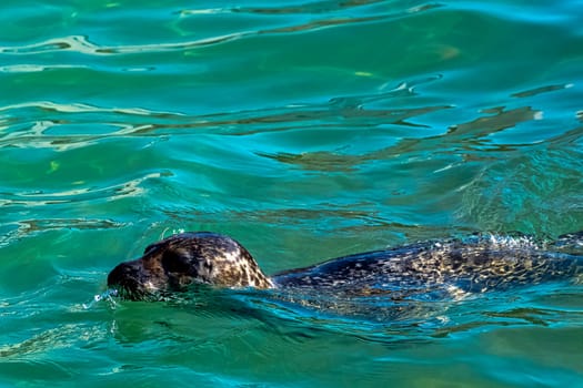 Grey seal (Halichoerus grypus) swimming in Baltic Sea - Hel, Pomerania, Poland