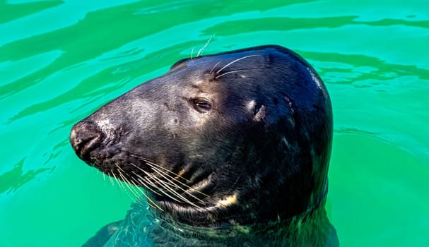 Antarctic fur seal (Arctocephalus gazella) - Hel, Pomerania, Poland