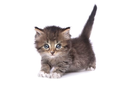 Adorable Kitten Perfect for a Calendar