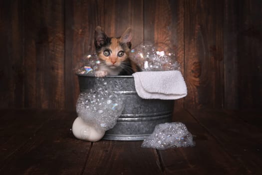 Cute Kitten in Washtub Getting Groomed By Bubble Bath