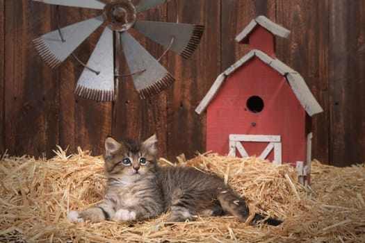 Adorable Kitten in a Barn Setting With Straw