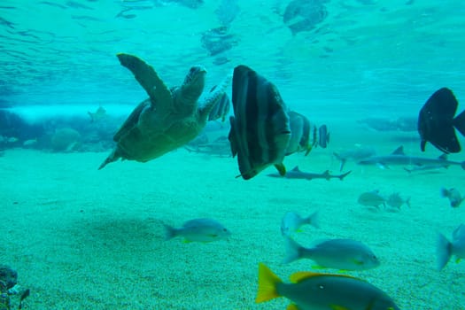 Tropical sea image. Shooting Location: Yokohama-city kanagawa prefecture