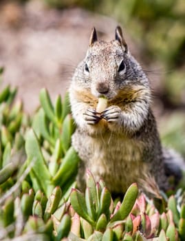 Squirrel Eating watercress