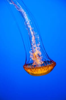 Jellyfish With a Blue Background in aquarium