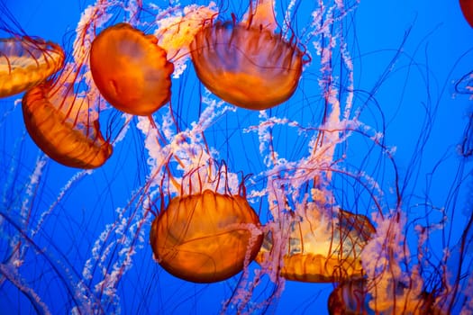 Jellyfish With a Blue Background in aquarium