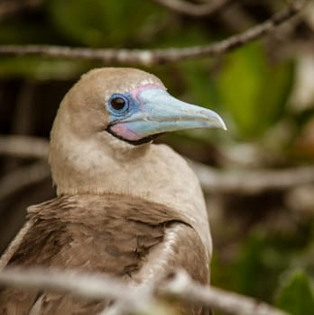 Close up of Red Footed Booby, on Isla San Cristobal, Galapagos Islands, Ecuador