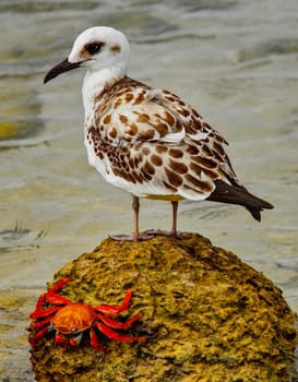Shore bird and Sally Lightfoot crab on Isla Genovesa