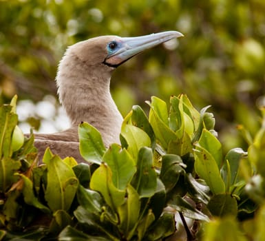 Red Footed Booby sitting in leaves