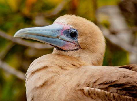 Close up of Red Footed Booby, on Isla San Cristobal, Galapagos Islands, Ecuador