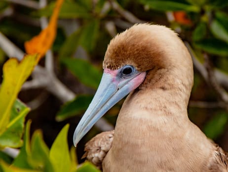 Close up of Red Footed Booby, on Isla San Cristobal, Galapagos Islands, Ecuador
