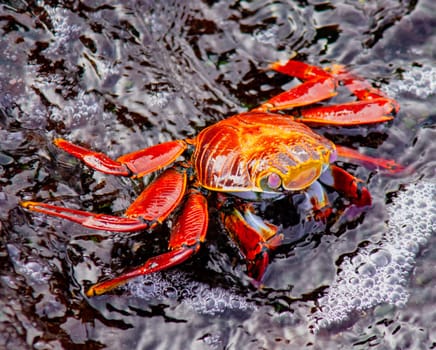 Sally Lightfoot Crab  on Rock on Isla Fernandina, Galapagos Islands, Ecuador