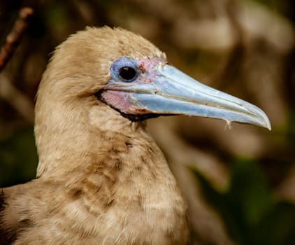 Close up of Red Footed Booby, on Isla San Cristobal, Galapagos Islands, Ecuador