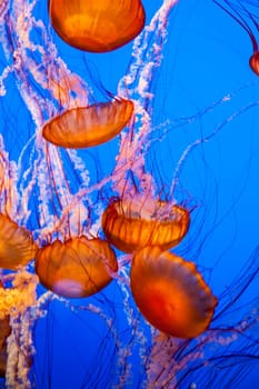 Jellyfish With a Blue Background in aquarium