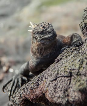 Marine iguana sitting on rock on Isla Fernandina, Galapagos Islands, Ecuador