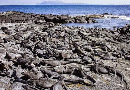 Largest colony of marine iguanas in the Galapagos are located at Punta Espinoza, Fernandina.