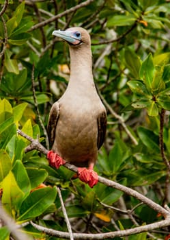 Rdd Footed Booby on Perch, on Isla San Cristobal, Galapagos Islands, Ecuador