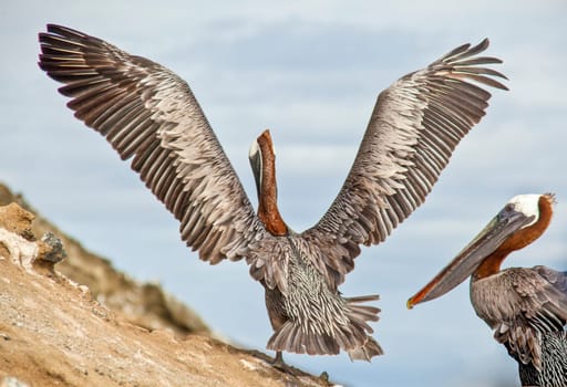 Galapagos Pelicans sitting on rock