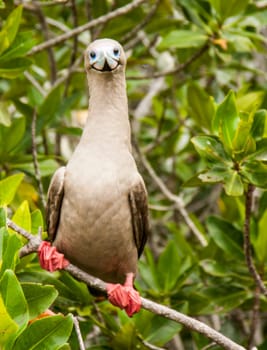 Red-footed booby on Isla San Cristobal, Galapagos, Ecuador