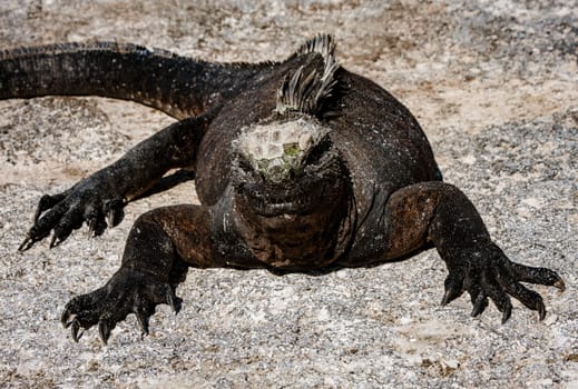 Galapagos Marine Iguanas Sunning on Rock, on Isla Fernandina, Galapagos Islands, Ecuador