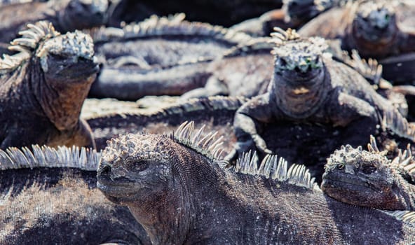 Galapagos Marine Iguanas Sunning on Rock, on Isla Fernandina, Galapagos Islands, Ecuador
