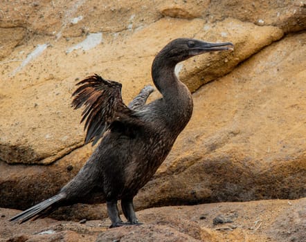 Flightless Cormorant spreads his vestigal wings
