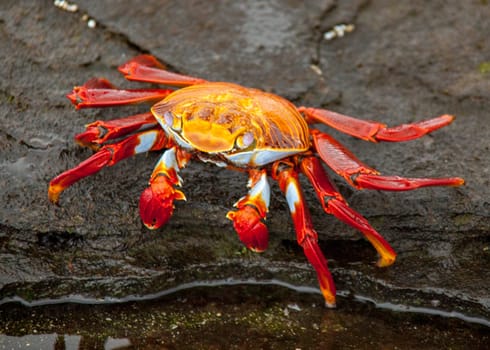 Sally Lightfoot crab on Galapagos Islands