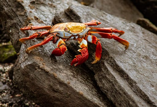 Sally Lightfoot Crab  on Rock on Isla Fernandina, Galapagos Islands, Ecuador