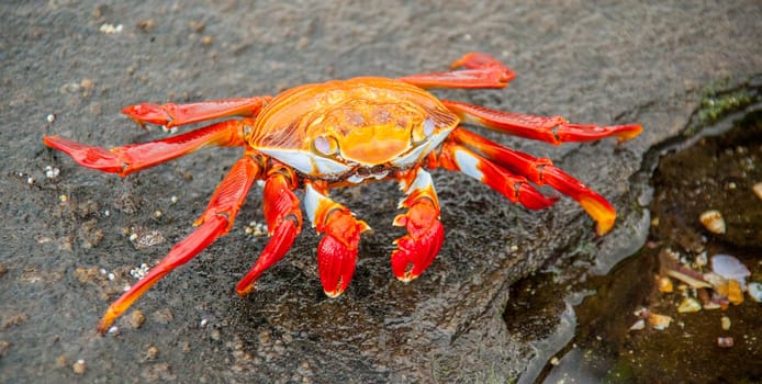 Red Sally Lightfoot crab on Galapagos Islands