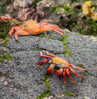 Red Sally Lightfoot crab on Galapagos Islands