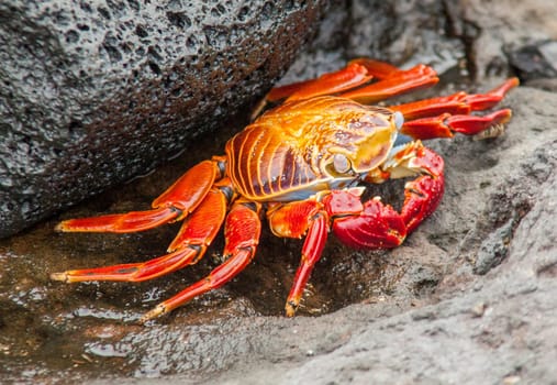 Sally Lightfoot crab on Galapagos Islands
