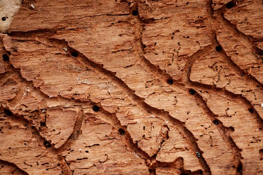Background texture of termite eaten wood with grooves