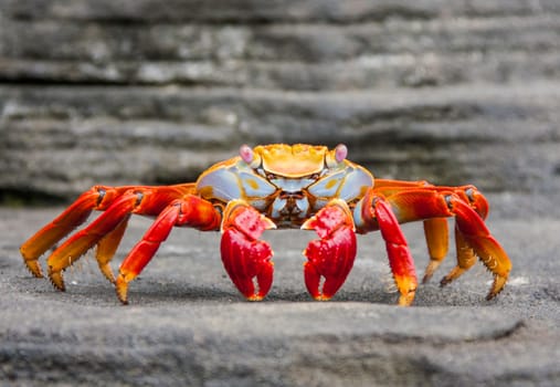 Sally Lightfoot crab on Galapagos Islands