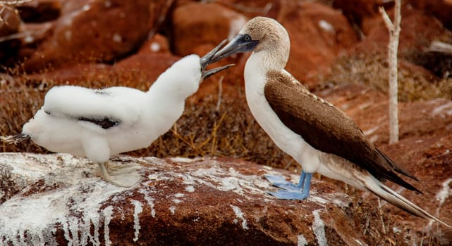 Mother and Baby Blue-Footed Boobies on Grand Seymore Island, Galapagos Islands, Ecuador
