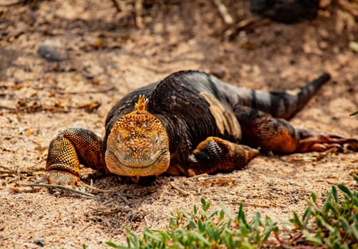 Land Iguana, on Grand Seymore Island, Galapagos islands, Ecuador