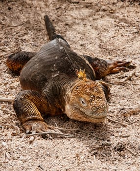 Galapagos Iguana on Beach on Grand Seymore, Galapagos Islands, Ecuador