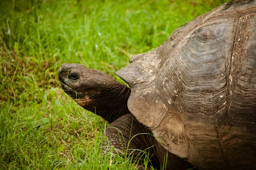 Profile of closeup of Galapagos Tortoise